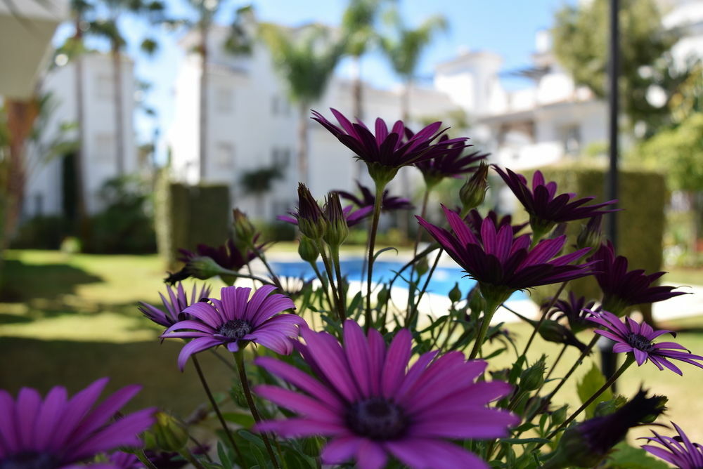 Apartamentos Y Casas Serinamar Marbella El Angel Bagian luar foto